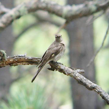 Townsend's Solitaire