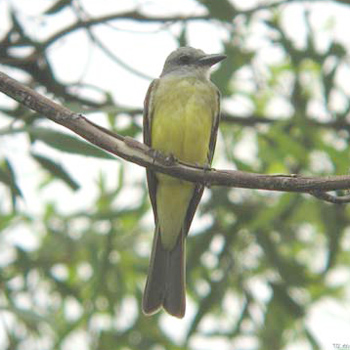 Tropical Kingbird
