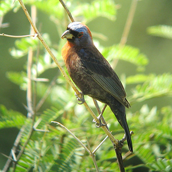 Varied Bunting