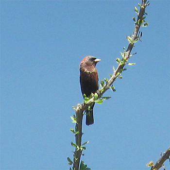 Varied Bunting