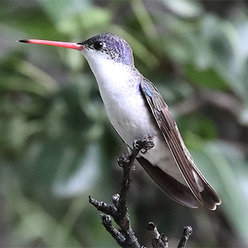Violet-crowned Hummingbird