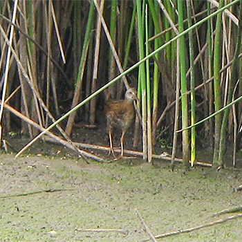 Virginia Rail