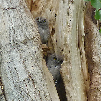 Western Screech-owls
