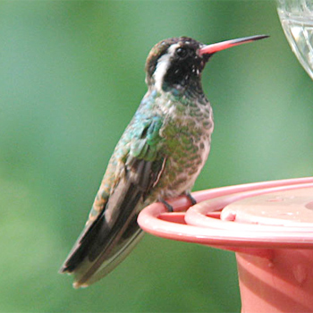 White-eared Hummingbird