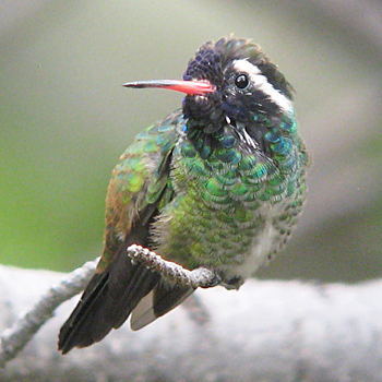 White-eared Hummingbird