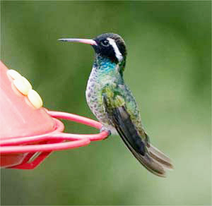 White-eared Hummingbird