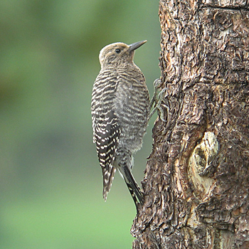 Williamson's Sapsucker