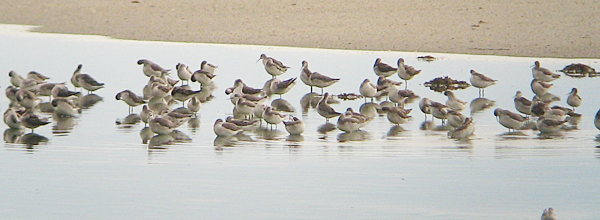 Wilson's Phalaropes