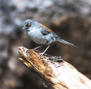 Yellow-eyed Junco