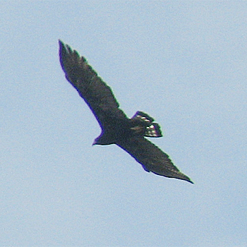 Zone-tailed Hawk