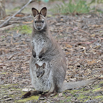 Bennett's Wallaby