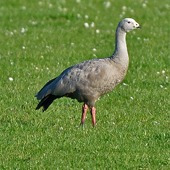 Cape Barren Goose