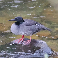 Brazilian Merganser