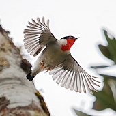 Cherry-throated Tanager