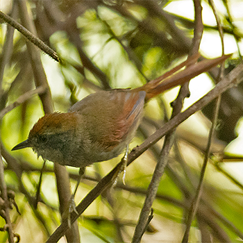 Bahia Spinetail