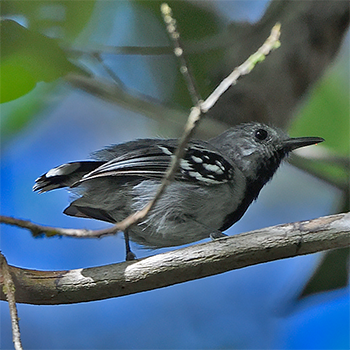 Band-tailed Antwren