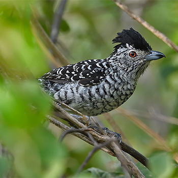Barred (Caatinga) Antshrike