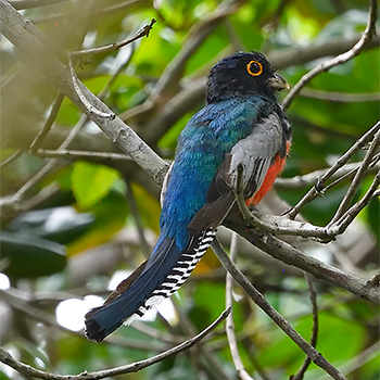 Blue-crowned Trogon