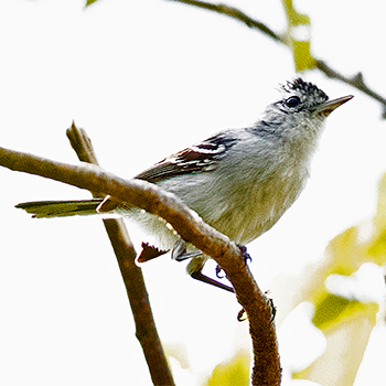 Caatinga Antwren