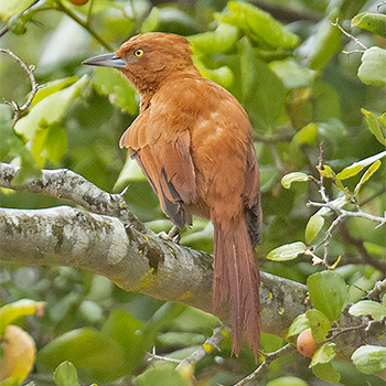 Caatinga Cacolote