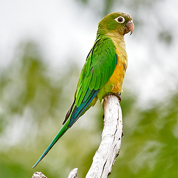 Cactus (Caatinga) Parakeet