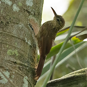 Ceara Woodcreeper