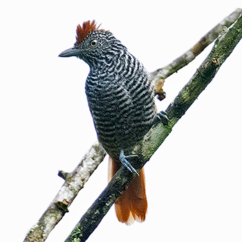 Chestnut-backed Antshrike