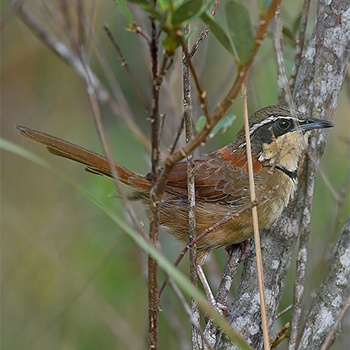 Collared Crescentchest