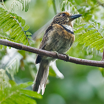 Crescent-chested Puffbird
