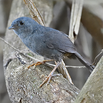 Diamantina Tapaculo