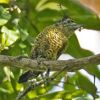 Golden-spangled (Bahia) Piculet