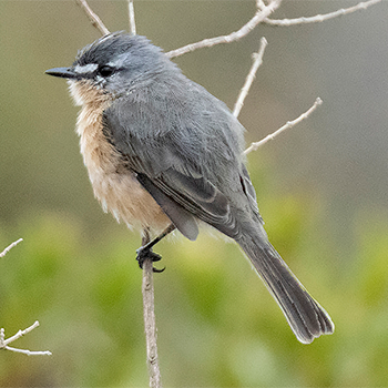 Grey-backed Tachuri