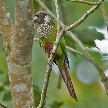Grey-breasted Parakeet