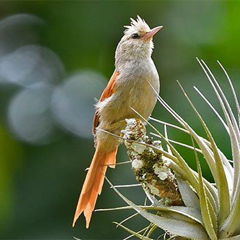Grey-headed Spinetail