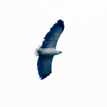 Mantled Hawk