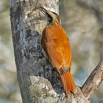 Narrow-billed Woodcreeper