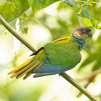 Ochre-marked Parakeet