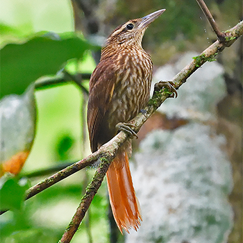 Pale-browed Treehunter