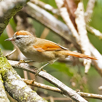 Pallid Spinetail