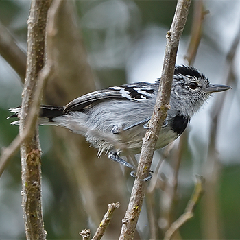 Pectoral Antwren