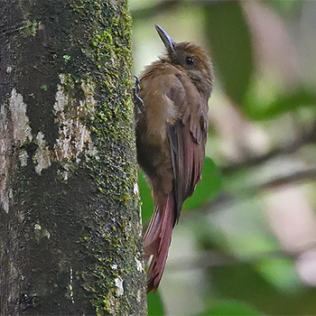 Plain-winged Woodcreeper