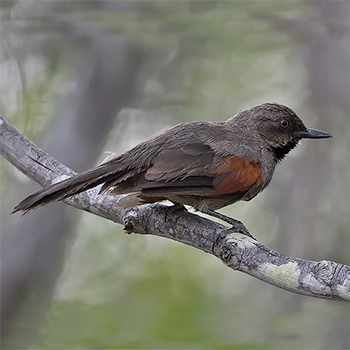 Red-shouldered Spinetail