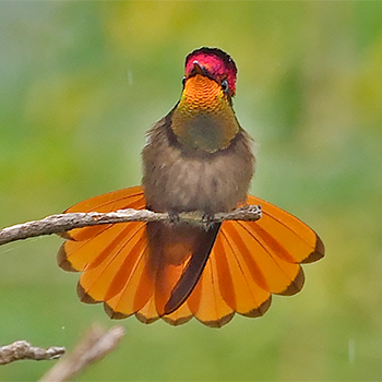 Ruby-topaz Hummingbird