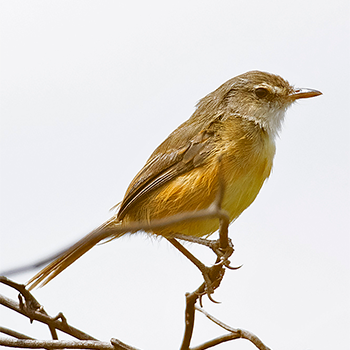 Rufous-sided Scrub Tyrant