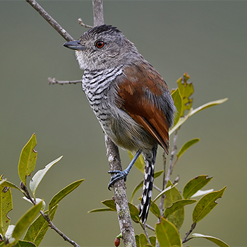 Rufous-winged Antshrike