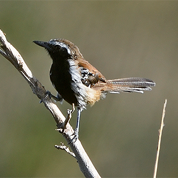 Rusty-backed Antwren