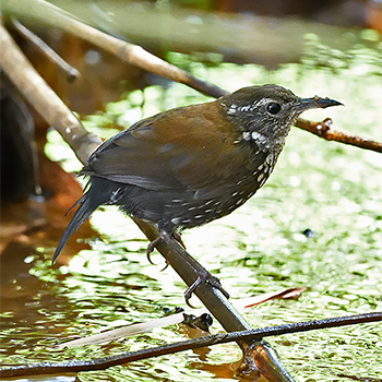 Sharp-tailed Streamcreeper