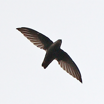 Sick's Swift
