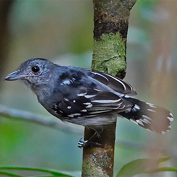 Sooretama Slaty Antshrike