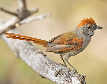 Sooty-fronted Spinetail